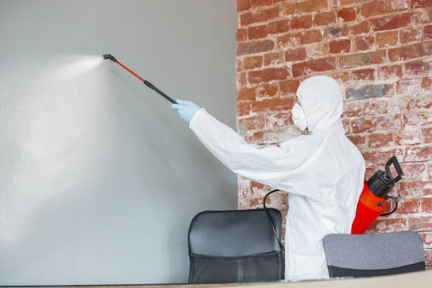 Best Basement Mold Removal  in Anacoco, LA