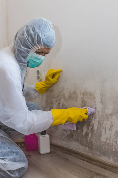 Best Emergency Mold Remediation  in Anacoco, LA