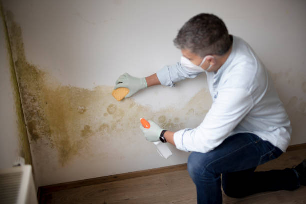 Best Mold Remediation for Healthcare Facilities  in Anacoco, LA