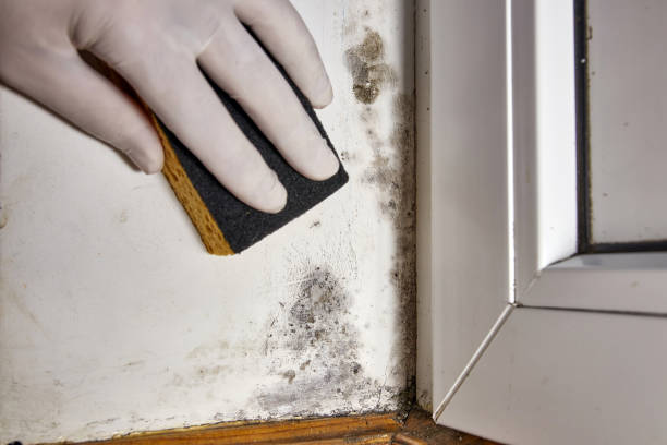 Best Real Estate Mold Inspection  in Anacoco, LA